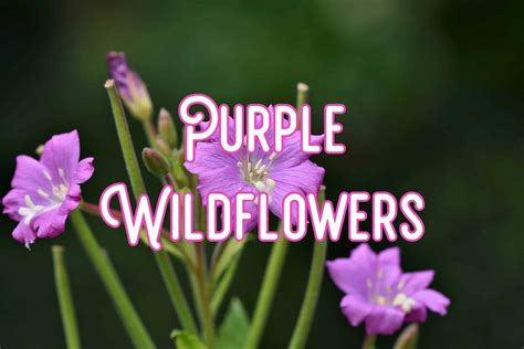 small purple wildflowers identification.